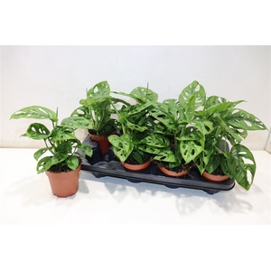 arr8 Monstera Adansonii
