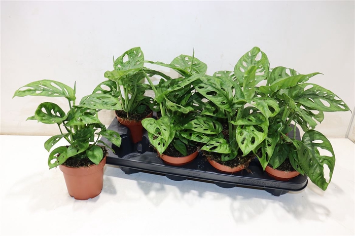 <h4>arr8 Monstera Adansonii</h4>