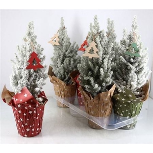 Picea Gl Perfecta Deco