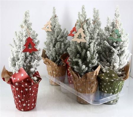 <h4>Picea Gl Perfecta Deco</h4>