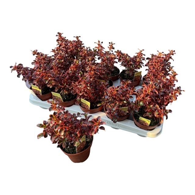 <h4>COPROSMA KARO RED</h4>