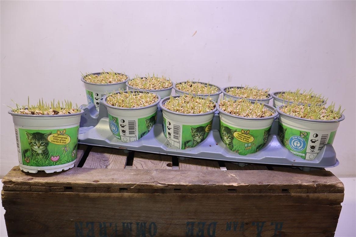 <h4>arr8 Kattengras</h4>