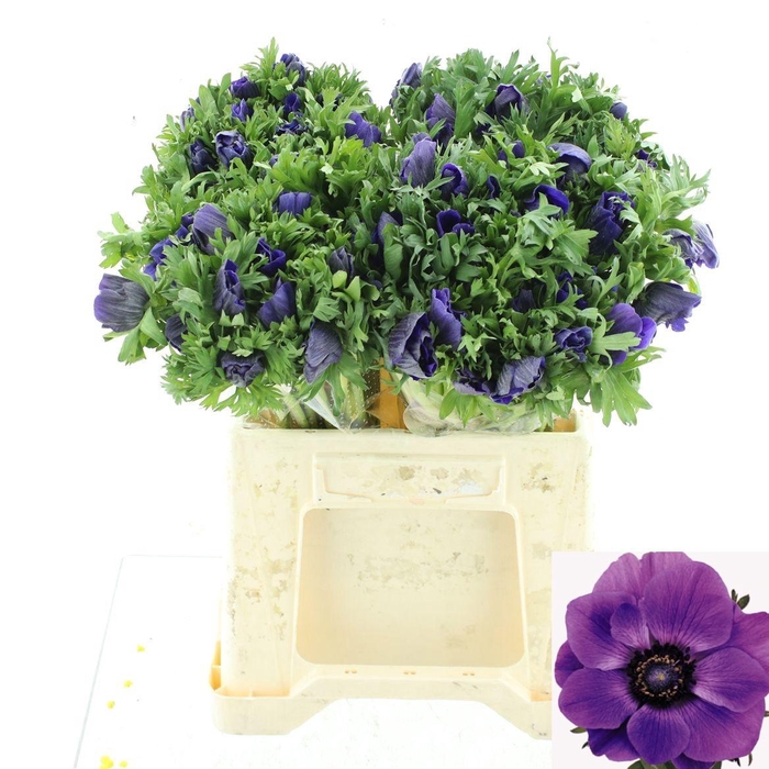 <h4>ANEM CO MAR BLUE</h4>