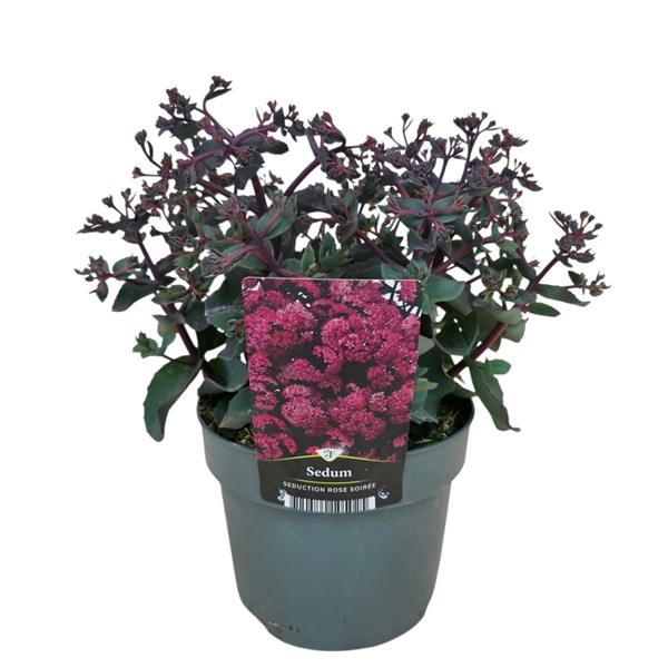 <h4>Sedum telephium Seduction Rosé Soirée</h4>