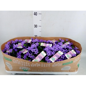 Campanula porten. 'Ambella Lavende'