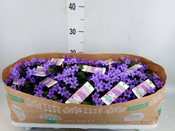 <h4>Campanula porten. 'Ambella Lavende'</h4>