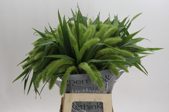 Setaria Italica Volle Melk