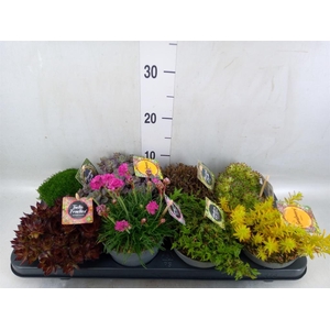 Rotsplanten   ...mix   [Rock plant]