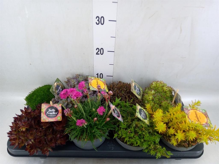 <h4>Rotsplanten   ...mix   [Rock plant]</h4>