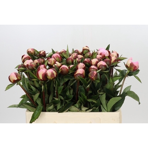 Paeonia Gardenia