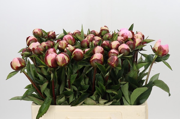 Paeonia Gardenia