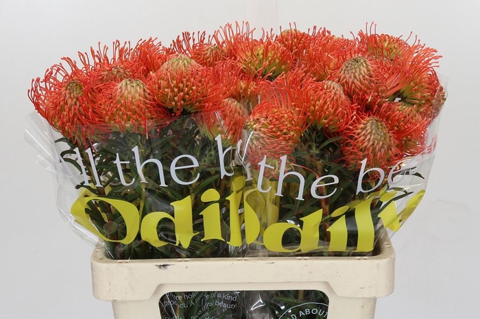 <h4>Nutans Succession</h4>