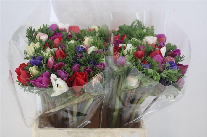 <h4>Anem Mistral Mix</h4>