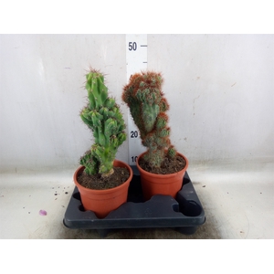 Cereus per. 'Monstrosus'