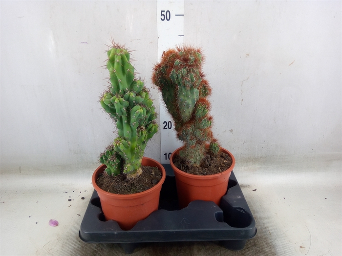 <h4>Cereus per. 'Monstrosus'</h4>