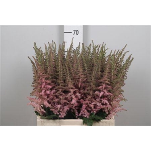 Astil C Glitter N Glamour