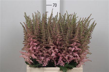 <h4>Astil C Glitter N Glamour</h4>