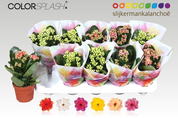 <h4>KAL GE GEM 6 KL</h4>