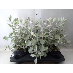 Kalanchoe NF   ...