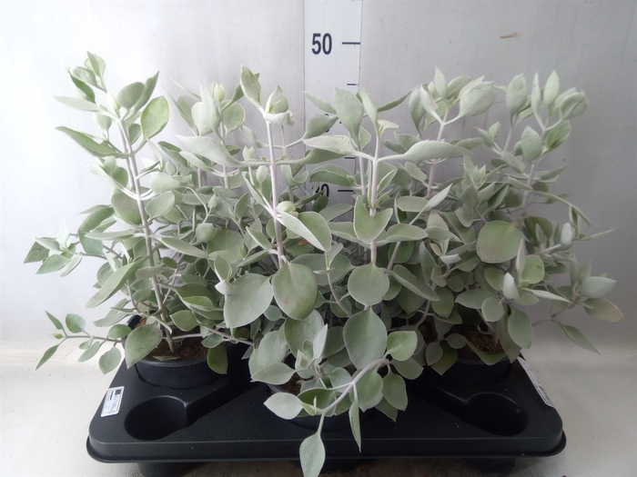 <h4>Kalanchoe NF   ...</h4>