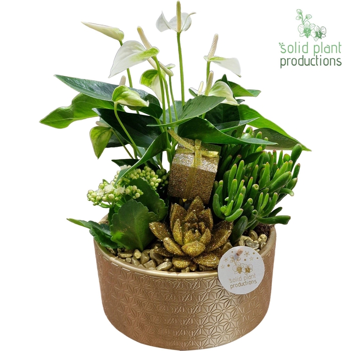 <h4>AE004 Stella Gold</h4>