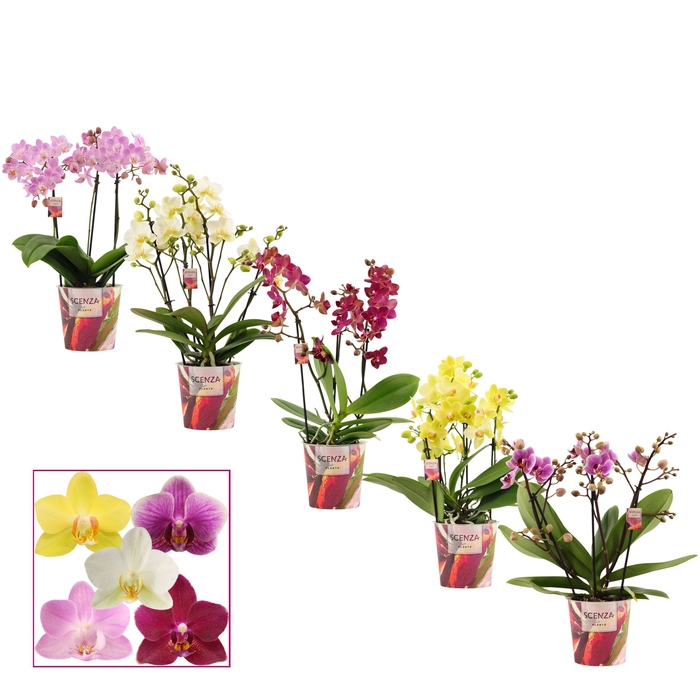 <h4>Phalaenopsis dazzling melange 3-4 tak (Scenza)</h4>