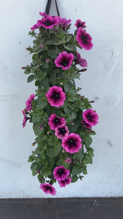 <h4>OVERIGE PERKPL</h4>