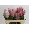 Protea Cynaroides
