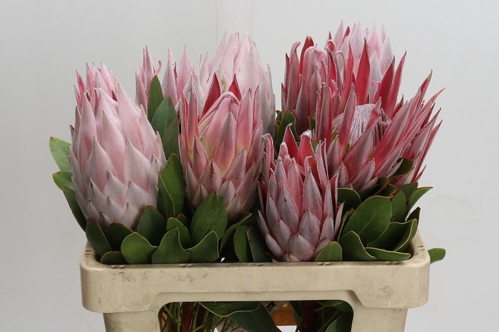 <h4>Protea Cynaroides</h4>