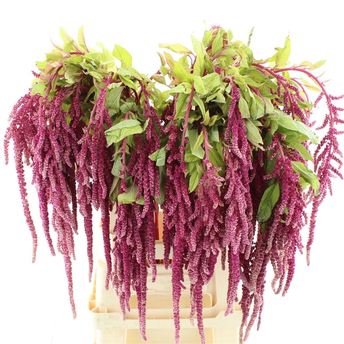 <h4>Amaranthus Hang Rood</h4>