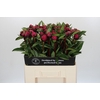 Paeonia Red Sarah Bernhardt