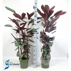 CTENANTHE COMPACTSTA