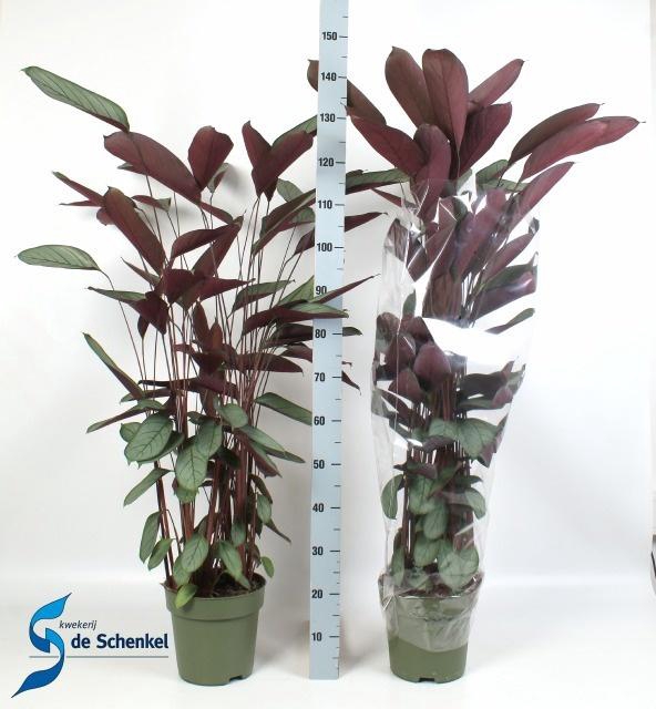 <h4>CTENANTHE COMPACTSTA</h4>