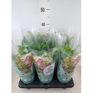 Phlebodium aureum 'Blue Star'