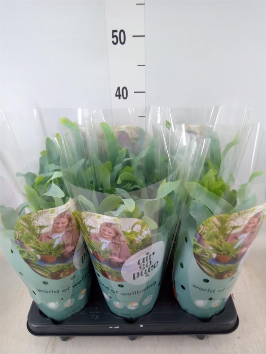 <h4>Phlebodium aureum 'Blue Star'</h4>