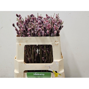 SALIX G PINK CUSHION