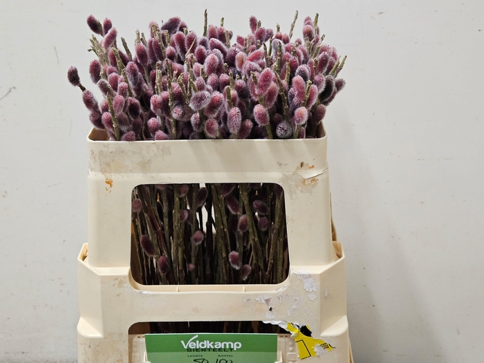 <h4>SALIX G PINK CUSHION</h4>