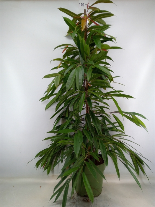 <h4>Ficus binn. 'Amstel King'</h4>