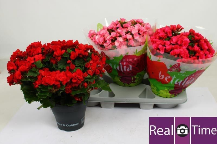 <h4>BEG EN BETULIA GEM</h4>