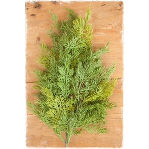 CONIFEER GEEL-GROEN 5KG