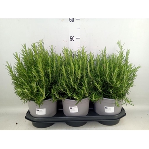 Rosmarinus offi.   ...