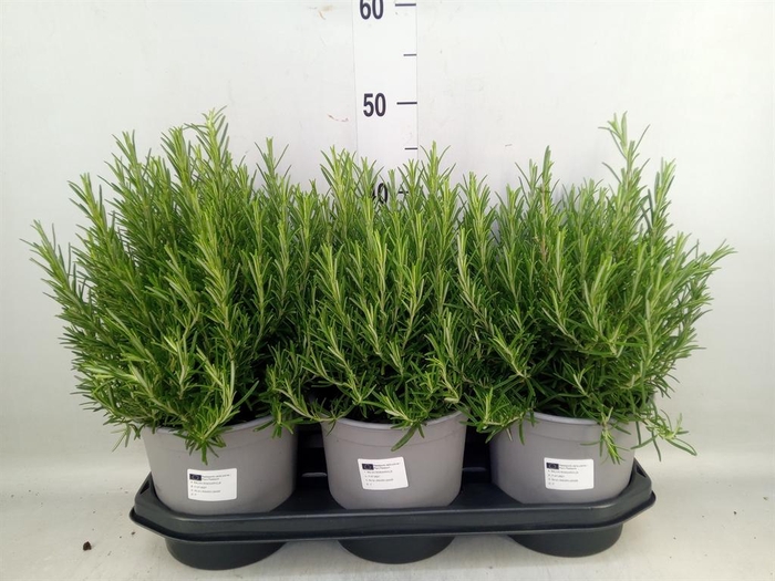 <h4>Rosmarinus offi.   ...</h4>