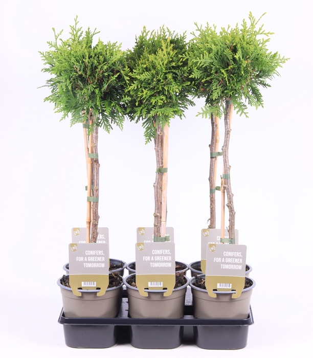 <h4>Thuja occ. 'Brabant' - op stam P15</h4>