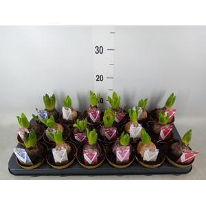 Hyacinthus orie.   ...mix 5