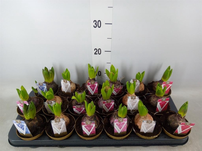 <h4>Hyacinthus orie. ...mix 5</h4>