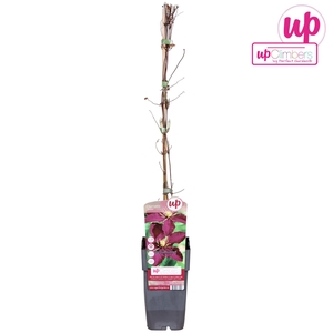 Clematis jackmanii Niobe