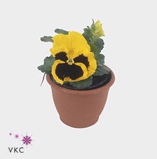 Viola wr. 'Alpha Yellow wBlotch'