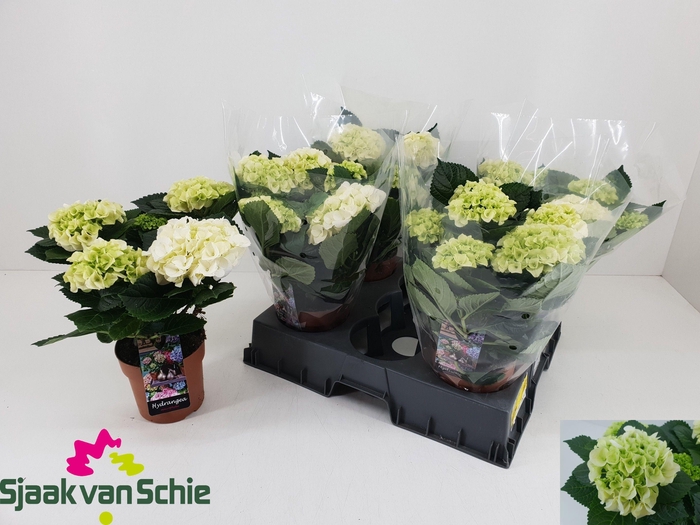 <h4>HYDR M HI ICE</h4>