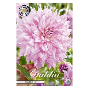 Dahlia Almand's Joy x 1