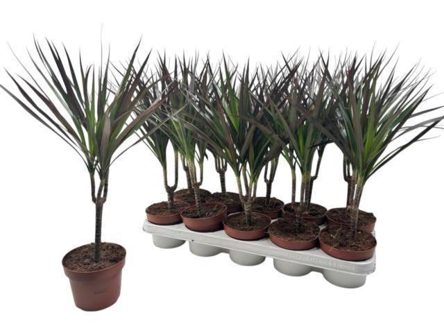 <h4>DRA MARG MAGENTA</h4>